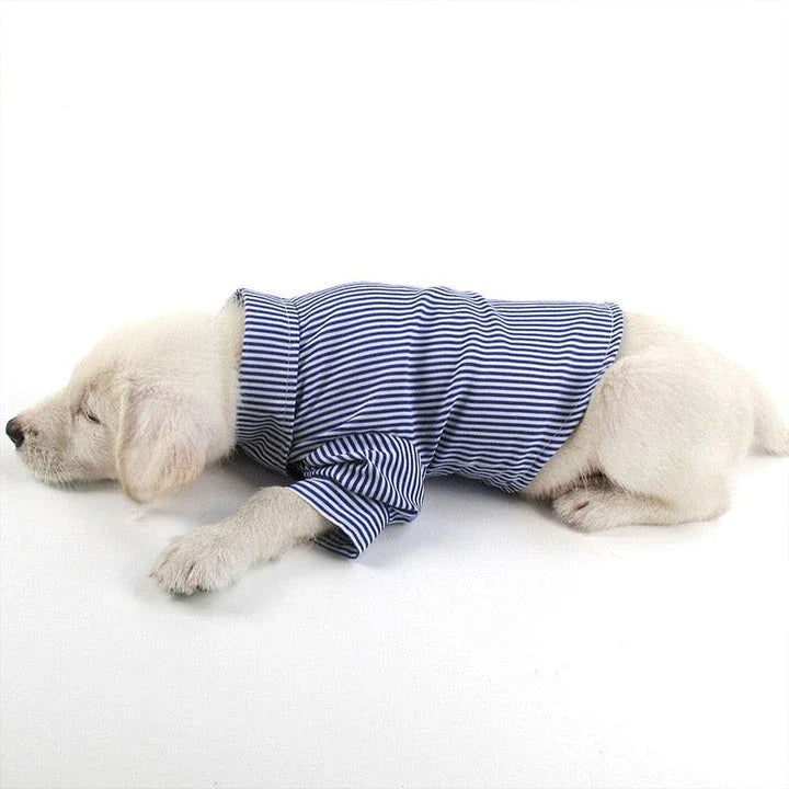 A dog wearing a casual striped shirt, looking stylish and comfortable