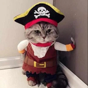Adorable cat and dog wearing pirate-themed costumes with eye patches, bandanas, and treasure chest details