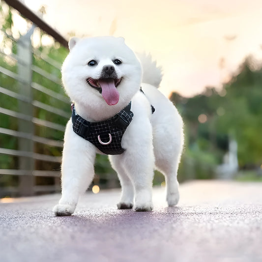 Nylon dog chest harness with LED light on a dog, shown in assorted colours including light purple, green, and black.