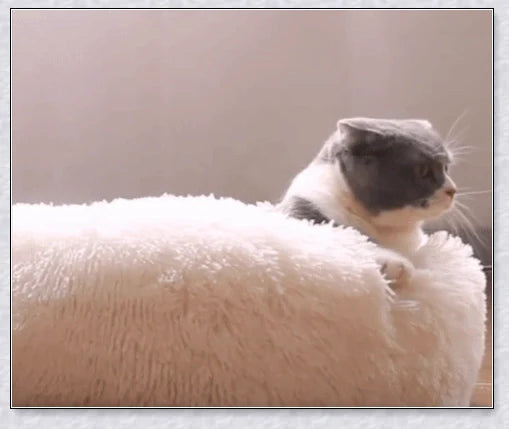 Round & Raised Cat Marshmallow Bed with Raised Rim Design for Relaxation and Comfort