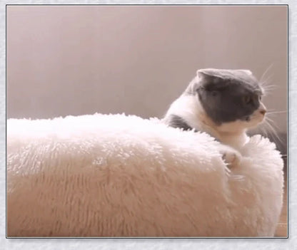 Round & Raised Cat Marshmallow Bed with Raised Rim Design for Relaxation and Comfort