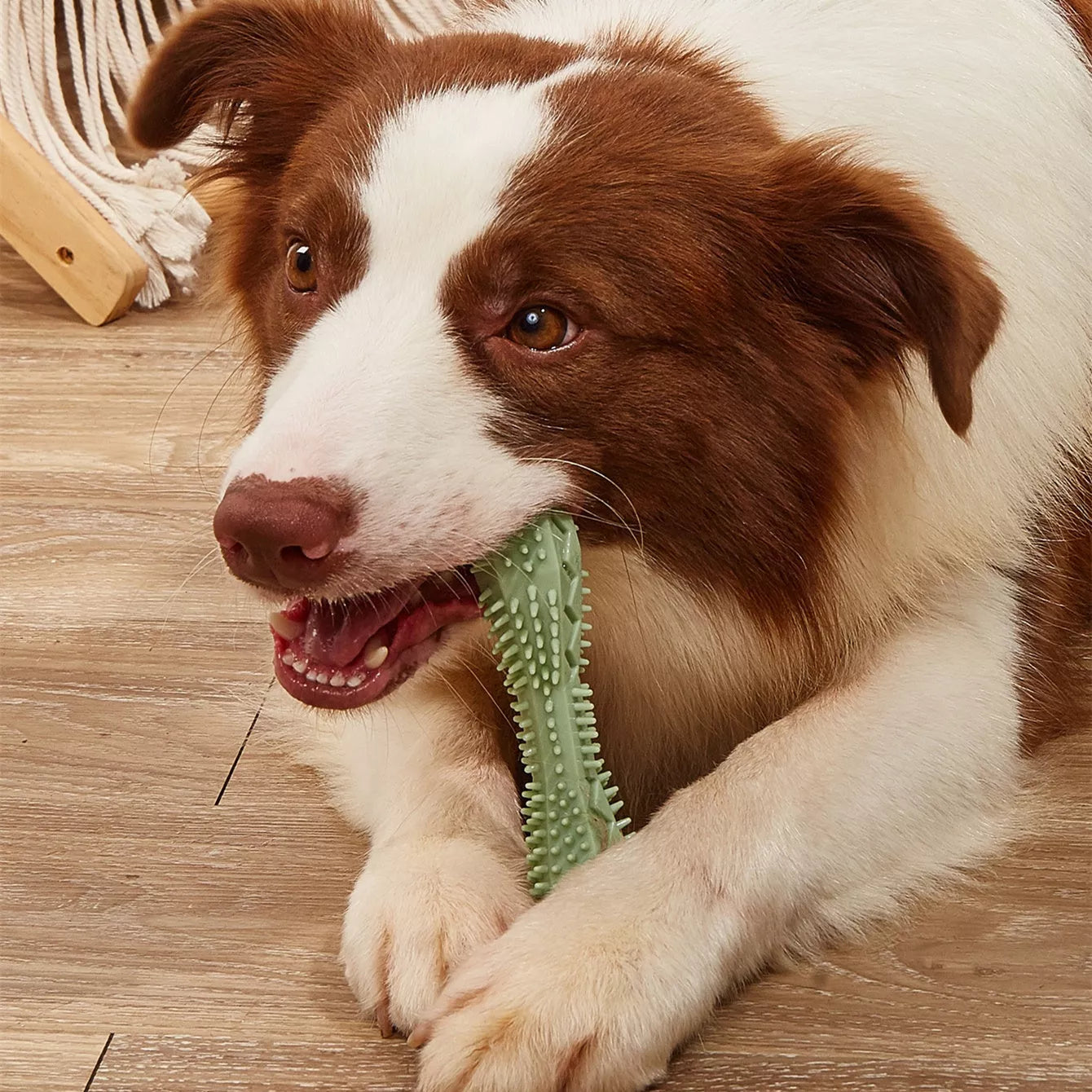 Hexagonal TPR chew toy for dogs in green, blue, or pink for teeth cleaning and anxiety relief
