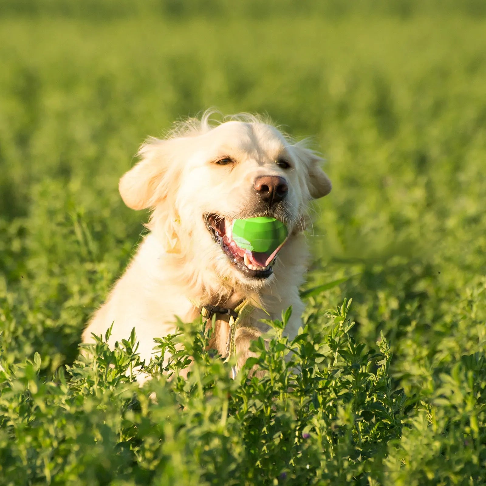Green natural rubber dog squeaky toy measuring 90x86x80mm for aggressive chewers