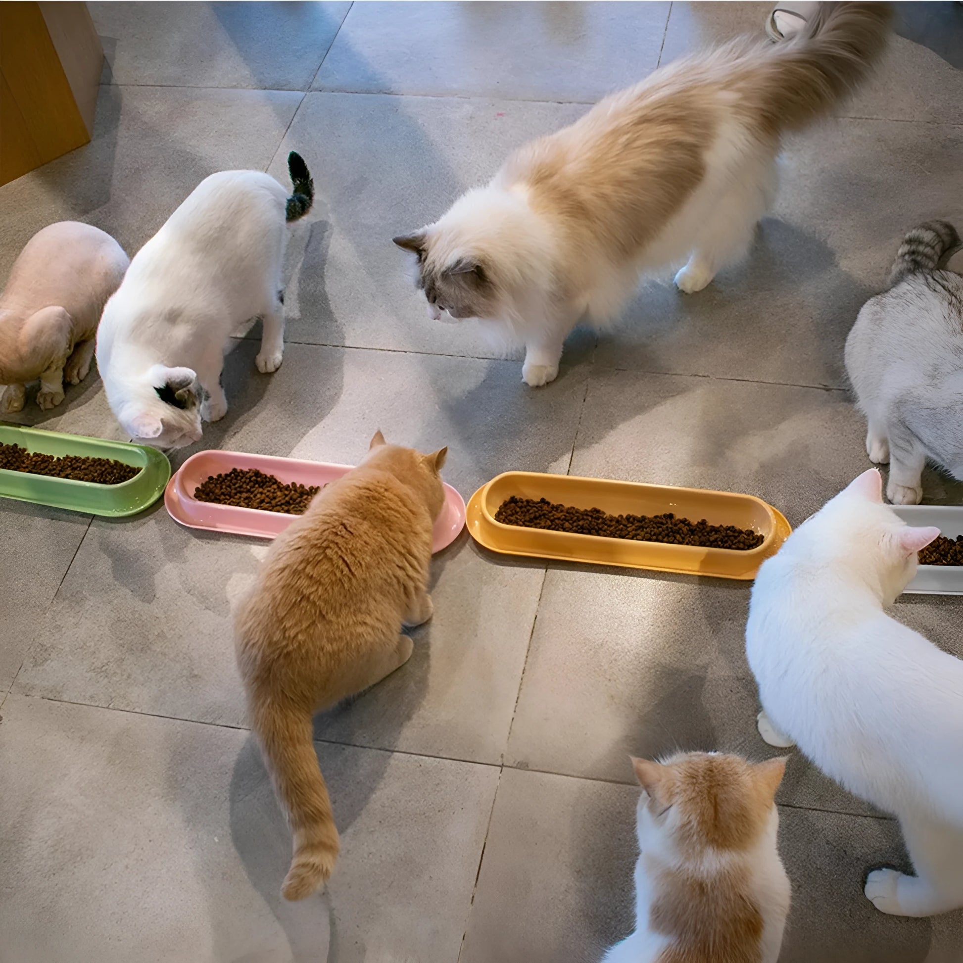 Green raised pet food and water bowls with non-slip leakproof bases for dogs and cats