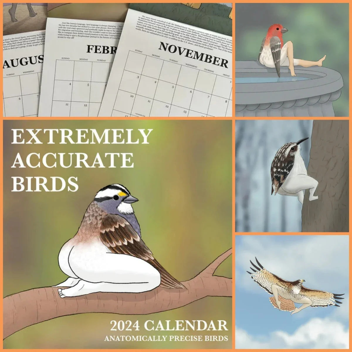 Elegant 2024 wall calendar featuring detailed illustrations of various bird species