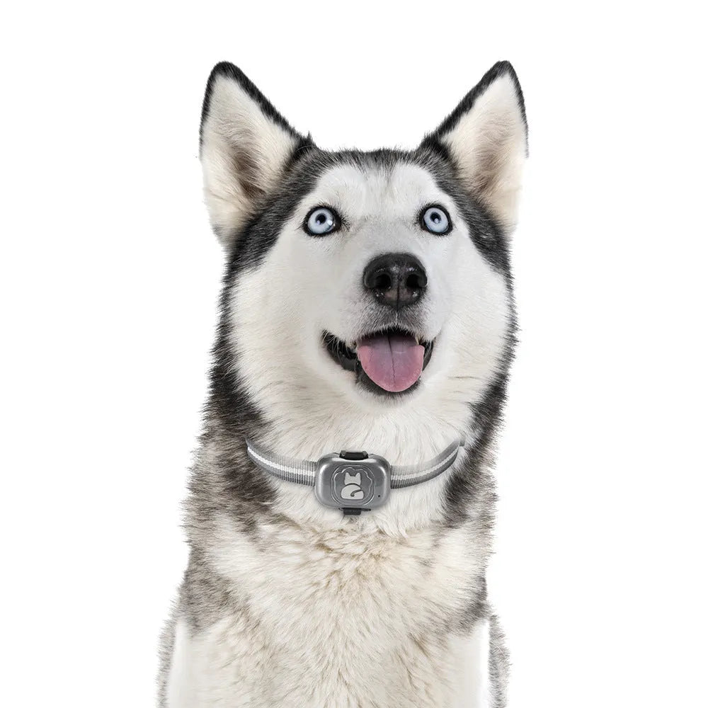 Black GF-07 pet GPS locator device with hanging rope on a collar.
