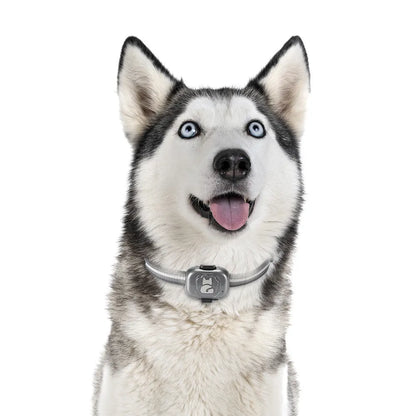 Black GF-07 pet GPS locator device with hanging rope on a collar.