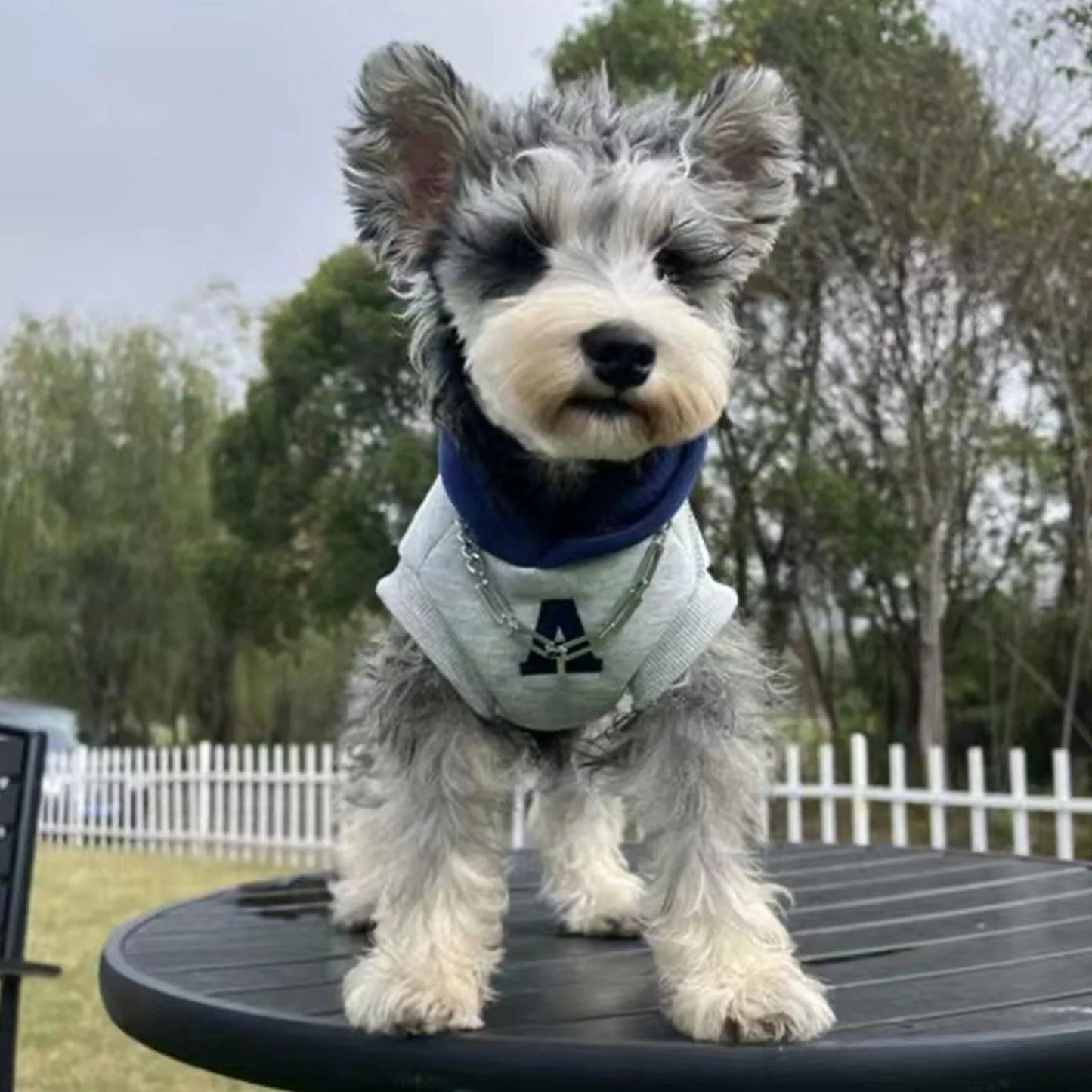 Blue and grey white slim-fit pet hoodie with reflective letters for dogs and cats.