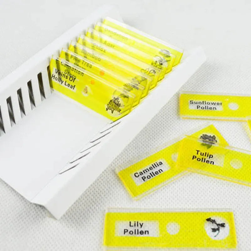 Set of coloured plastic microscope slides for children with prepared plant and animal specimens.