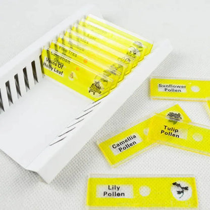 Set of coloured plastic microscope slides for children with prepared plant and animal specimens.