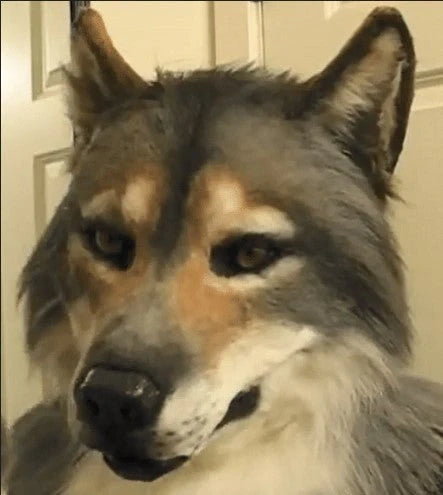 Realistic werewolf costume mask with 360-degree rotation for dynamic Halloween and cosplay performances