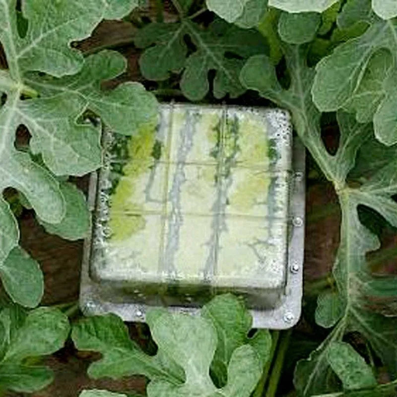A square white plastic mould for growing square watermelons and fruit, measuring 13cm on each side.