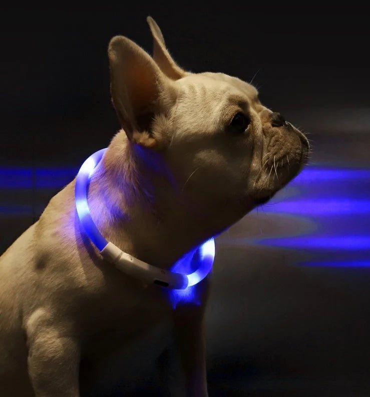 Blue LED Pet Light Collar for dogs with adjustable modes and USB charging