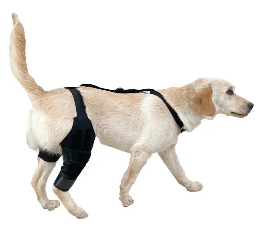 Neoprene dog hind leg knee brace assist strap in collar black colour with adjustable closure.