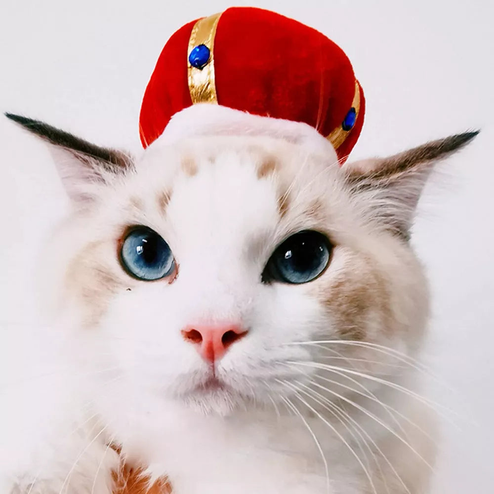 Cartoon-themed pet hat for cats with unique embroidery detailing
