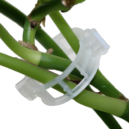 Plastic tomato plant grafting clips showing 3-4cm diameter and smooth surface texture