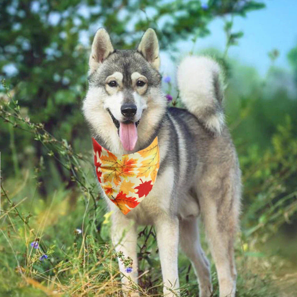 Cozy Thanksgiving-themed pet collar made of absorbent cloth material to catch drool and prevent messes during the holiday festivities.