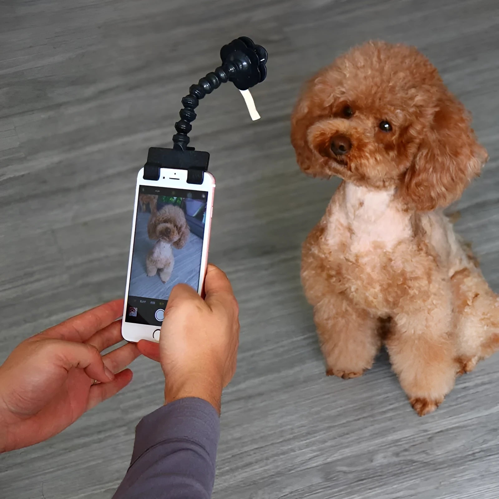 Black pet selfie stick with adjustable arm and flower clip holding a smartphone next to a dog.