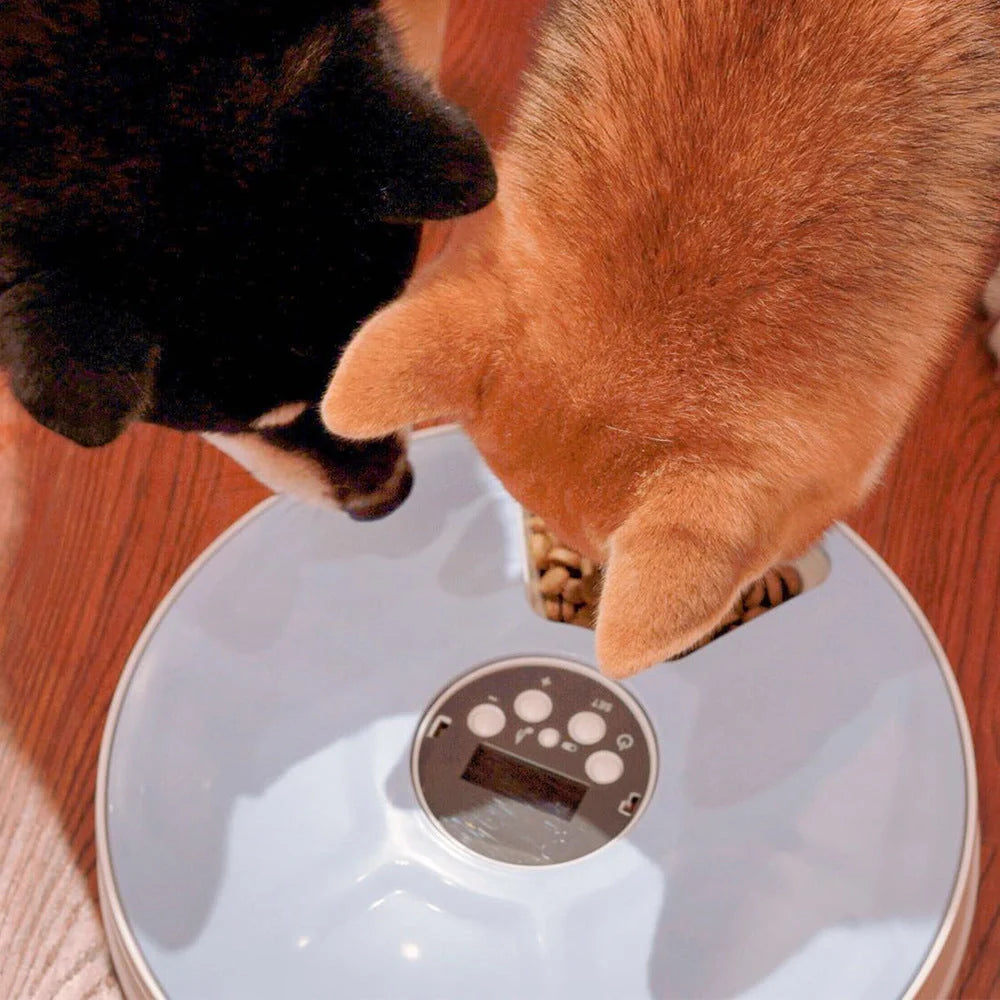 Automatic pet feeder with 6 grids and voice recorder in white, blue, and pink options