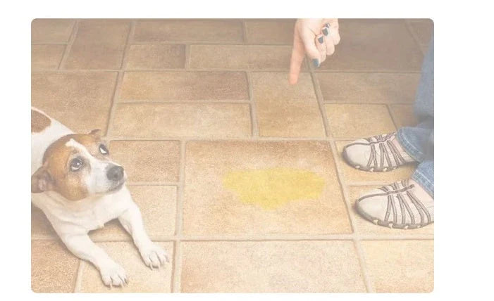 Premium absorbent dog pads in various sizes and colors for indoor pet training and accident protection