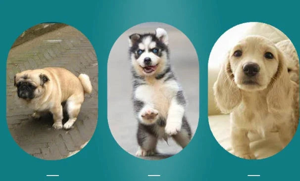 Premium absorbent dog pads in various sizes and colors for indoor pet training and accident protection