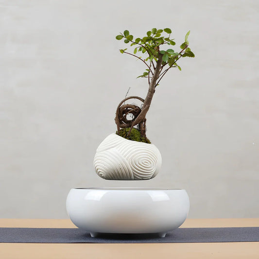 Magnetic levitation potted plant floating 2cm above imitation porcelain base