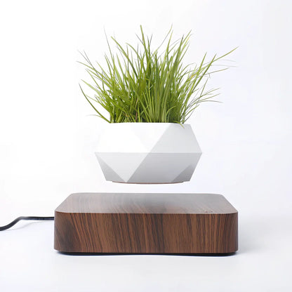 Magnetic levitation potted plant floating 2cm above imitation porcelain base