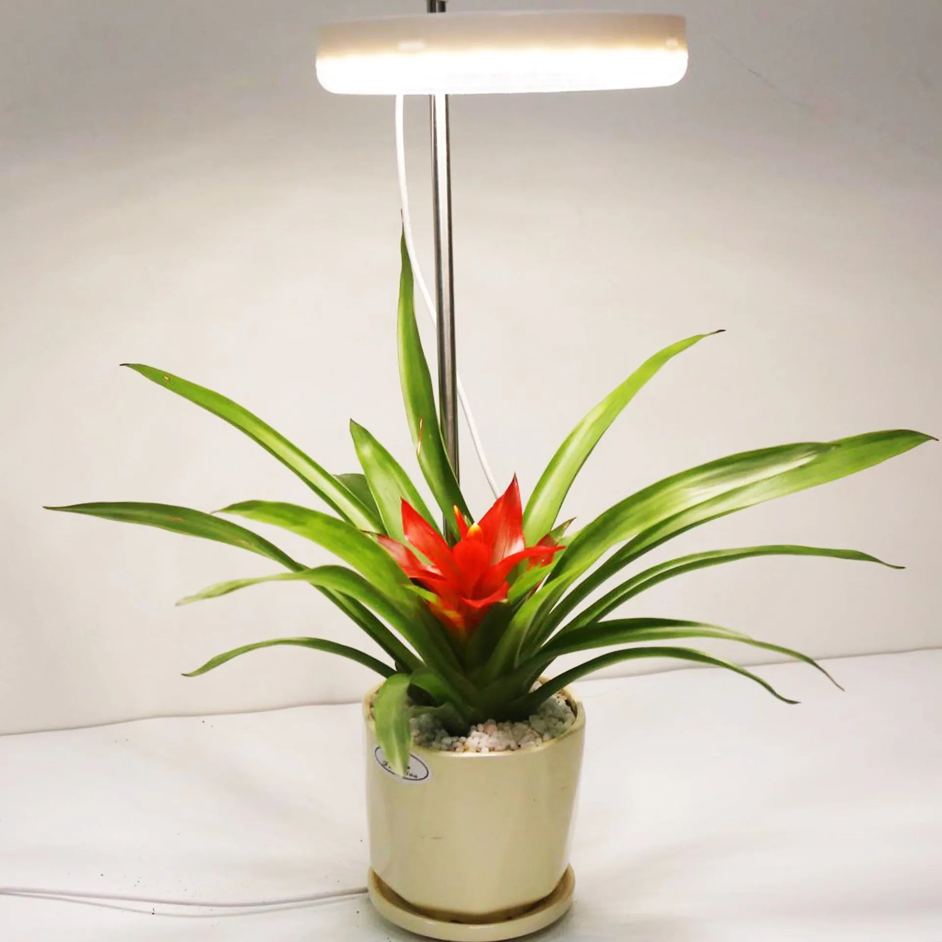 Desk plant growth lamp with full spectrum light, PC shell, and adjustable heads on 160x29mm base.