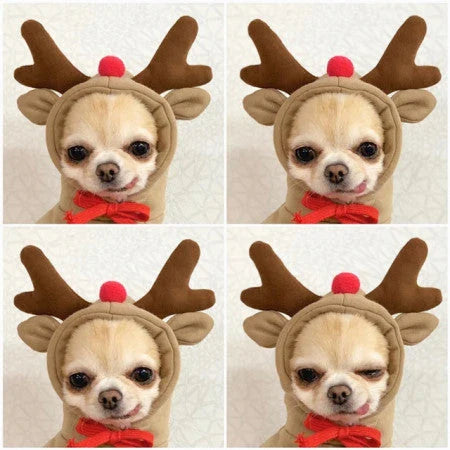 Cozy and stylish fruit-themed dog hoodies in a variety of adorable designs for small breed pets