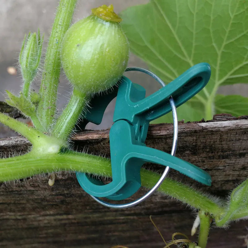Green plastic plant fixing clips, large and small sizes, holding a tomato stem to a garden cane.