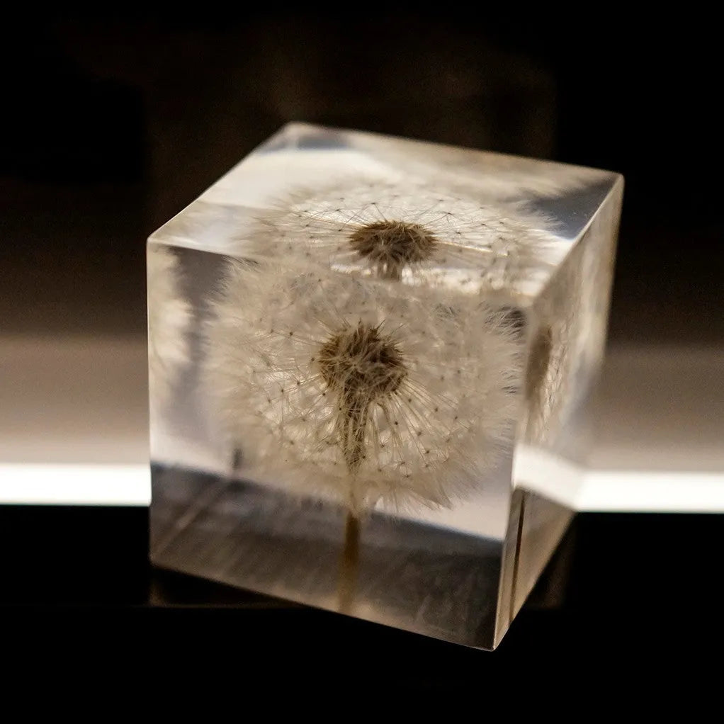 Clear 5cm resin cube with preserved dandelion flower inside, displayed with wooden box and USB charging base