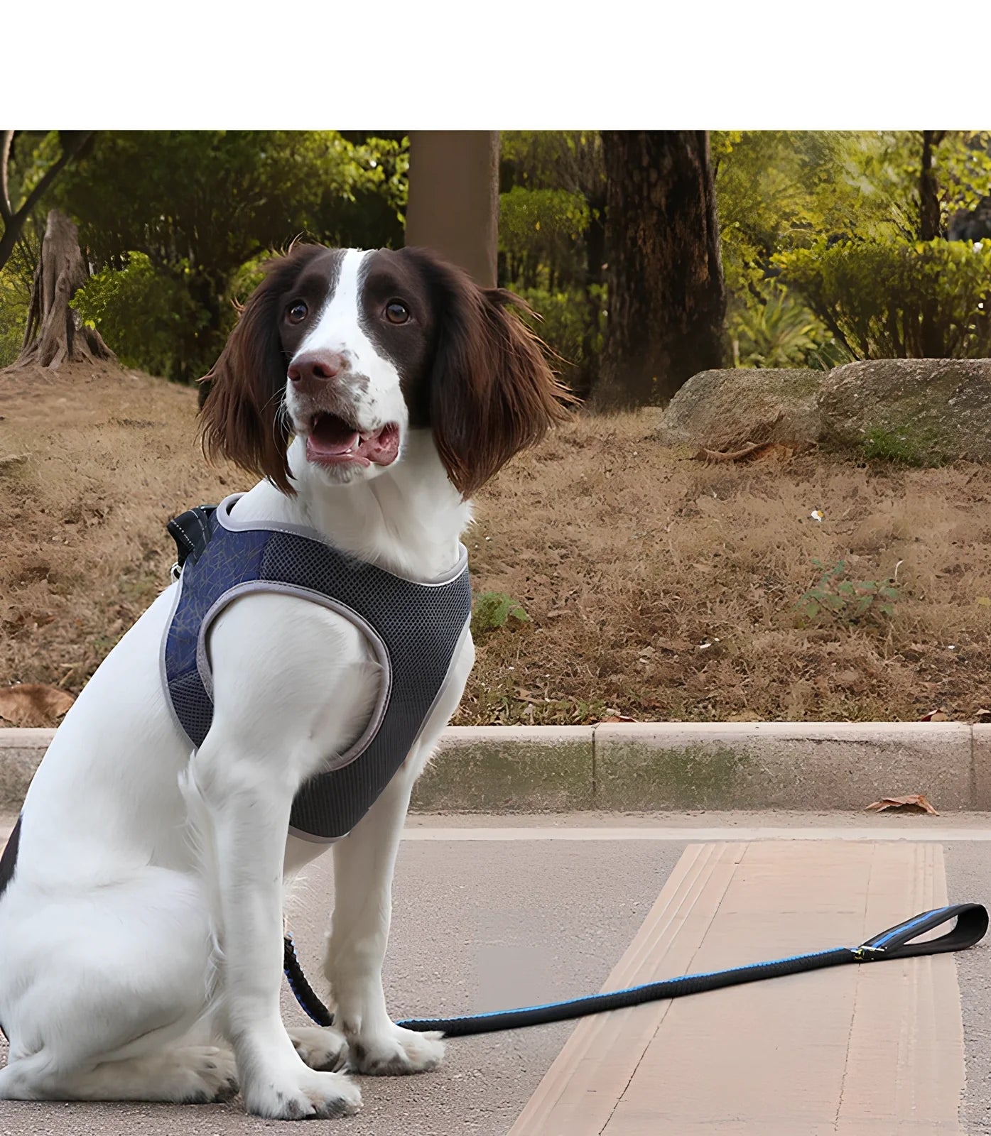 Polyester dog harness with adjustable chest strap in black colour showing buckle fastening system