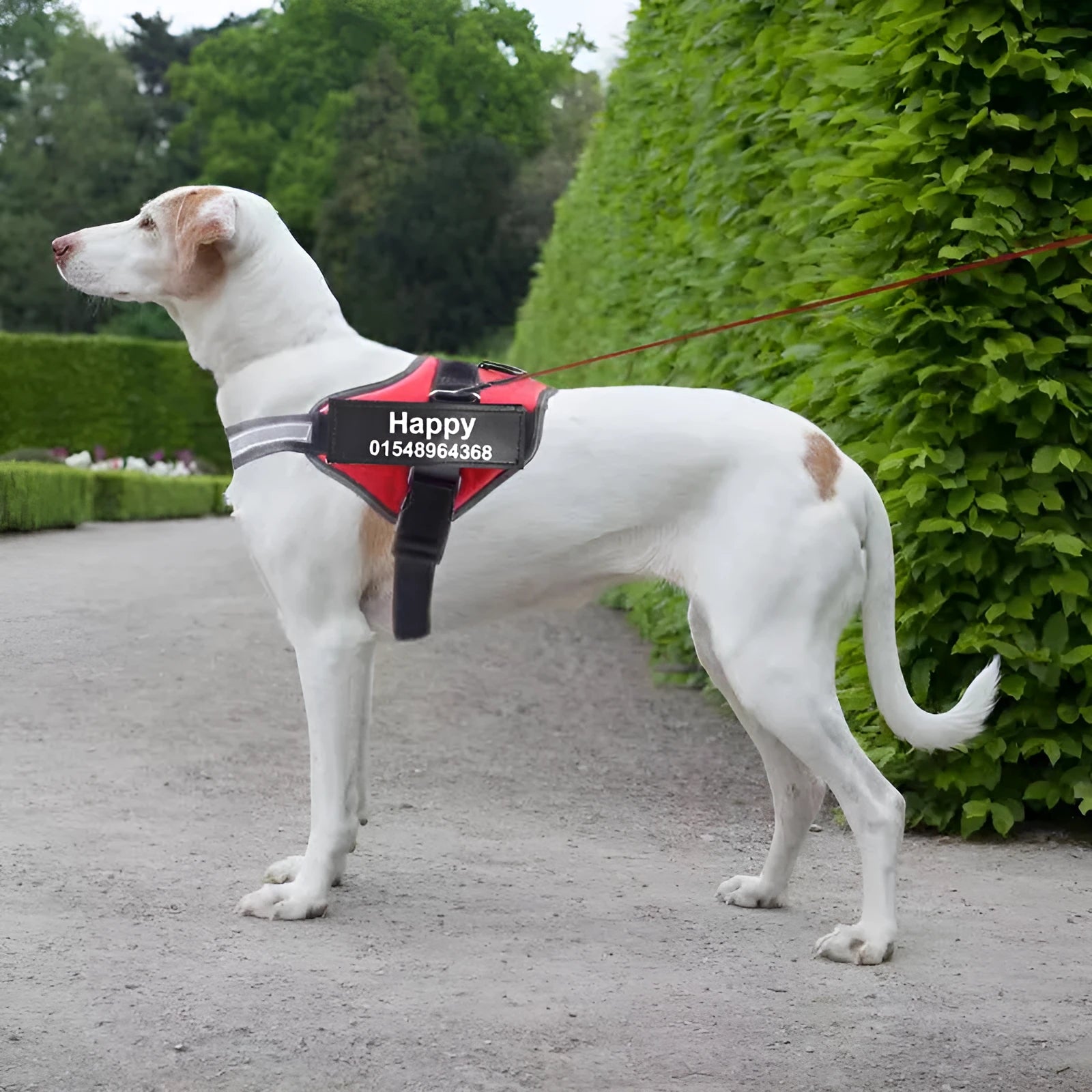 A reflective adjustable no-pull dog harness in nylon, shown on a dog, with a sturdy handle and D-ring for leash attachment.