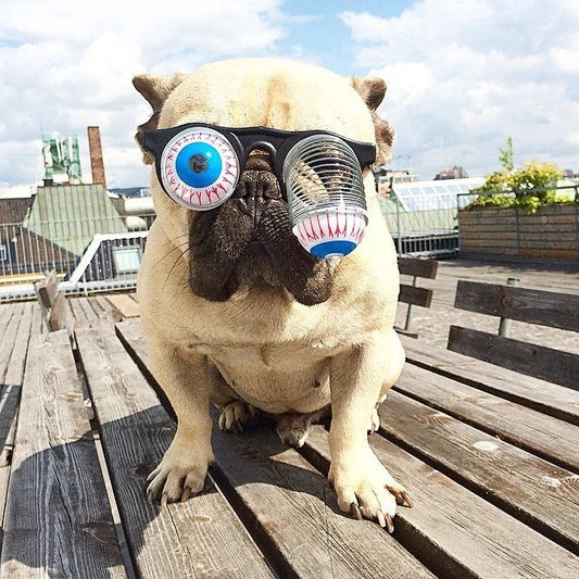 Stylish pet glasses with round lenses, thin frames, and bright colors to make your furry friend look their best