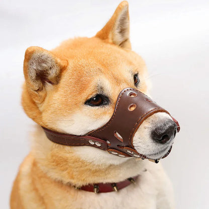 Black dog muzzle silencer for anti-barking and bite prevention on a medium-sized dog