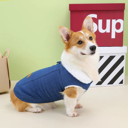 Dark blue denim cotton coat for corgi dog on mannequin, showing button front and full coverage design