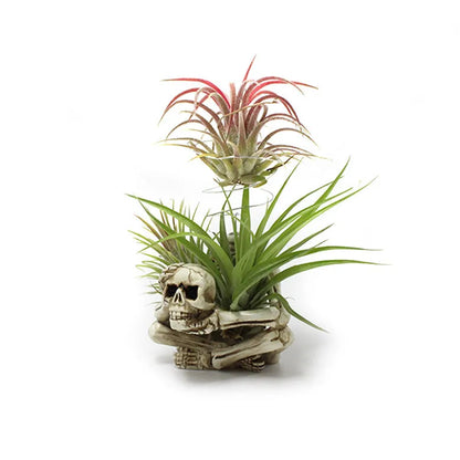 Resin skull bracket holder for air plants with iron wall mounting hook