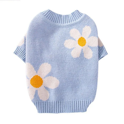 Small dog wearing a blue knitted polyester jumper for autumn and winter