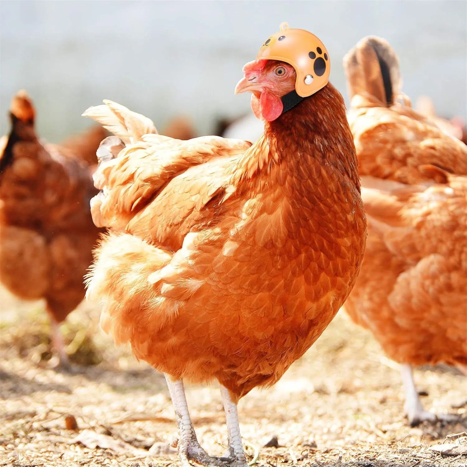 Small adjustable pet helmet for chickens and birds with sponge lining in various costume designs