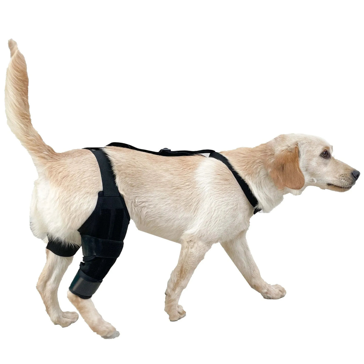 Neoprene dog hind leg knee brace assist strap in collar black colour with adjustable closure.