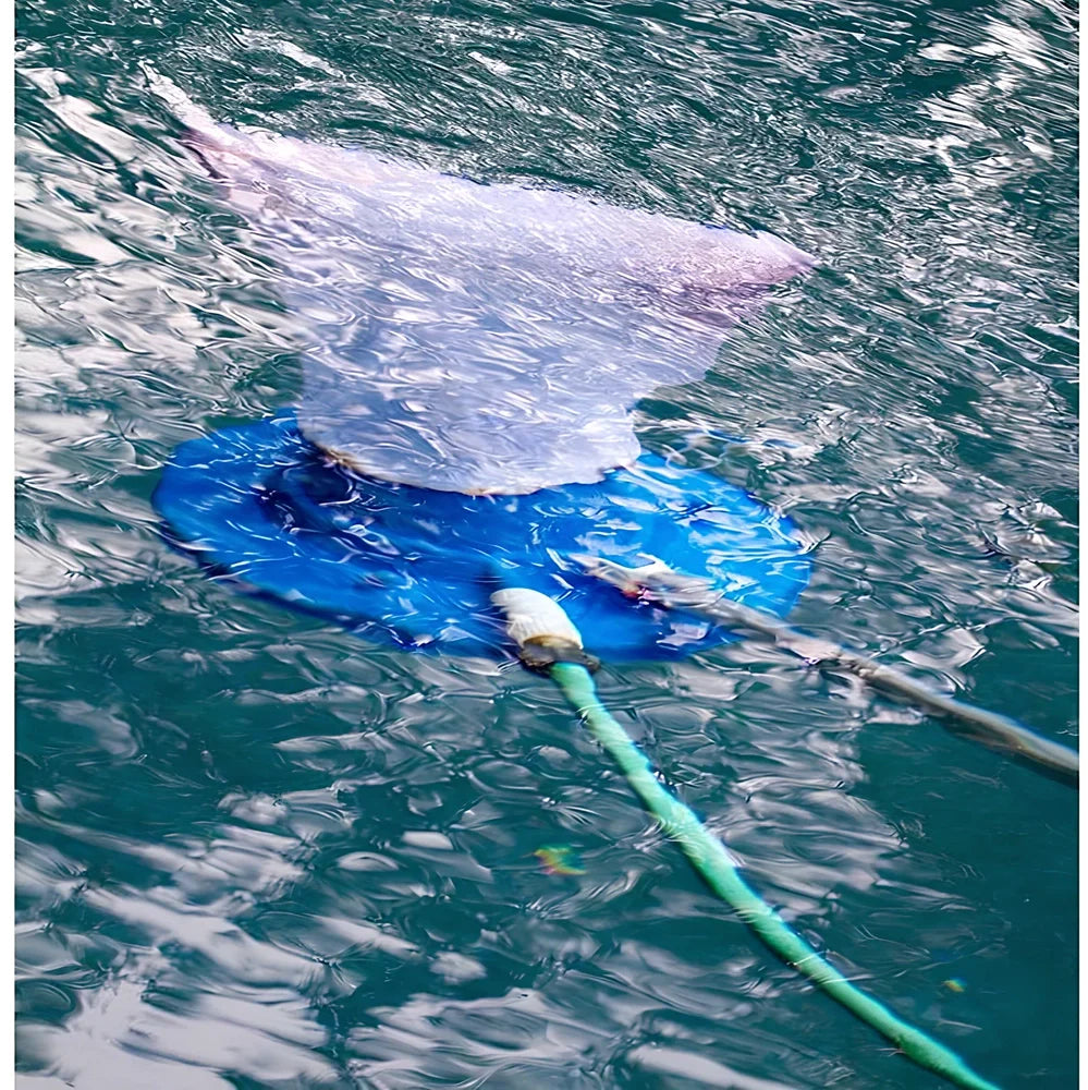 Blue swimming pool vacuum cleaner with suction head and mesh bag for garden hose attachment