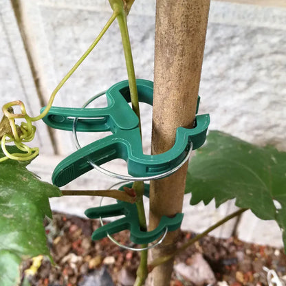 Green plastic plant fixing clips, large and small sizes, holding a tomato stem to a garden cane.