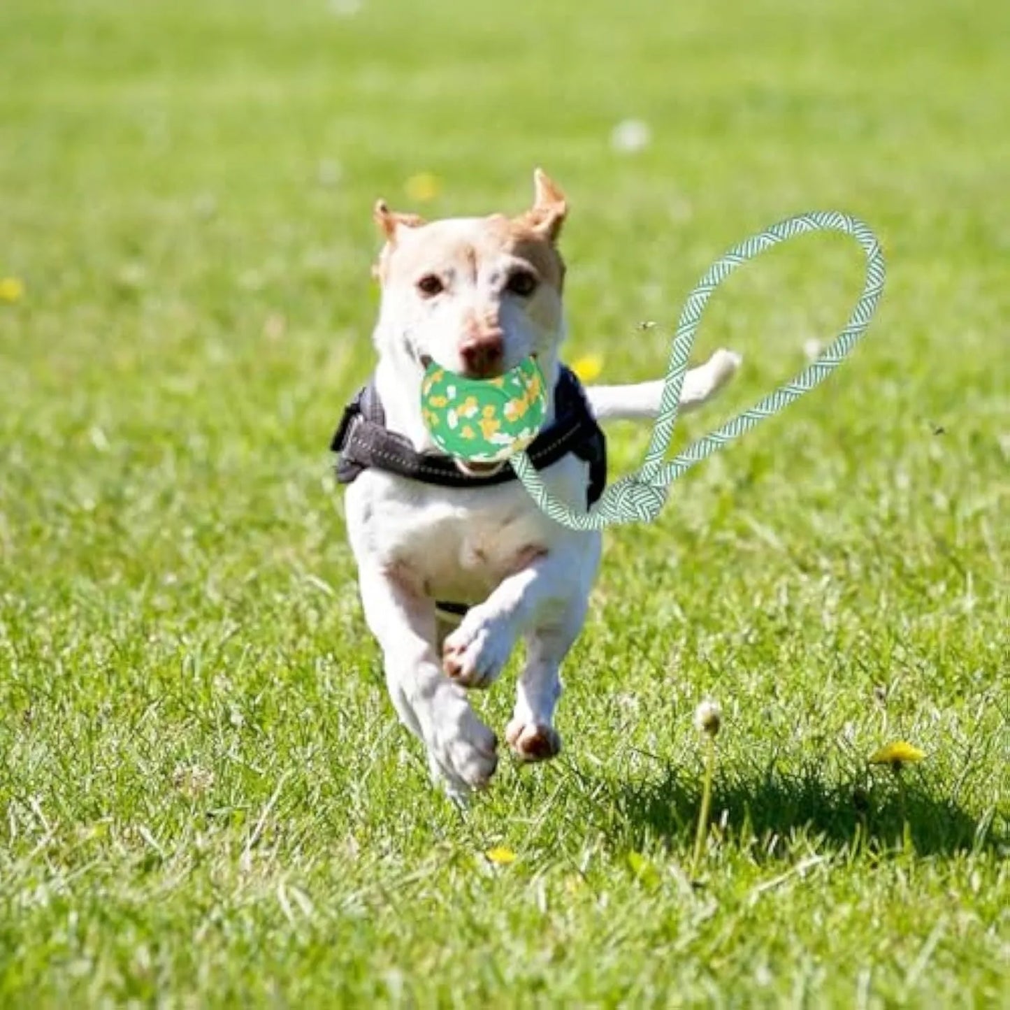 Dog ball on rope toy with solid natural rubber ball and nylon rope for interactive play