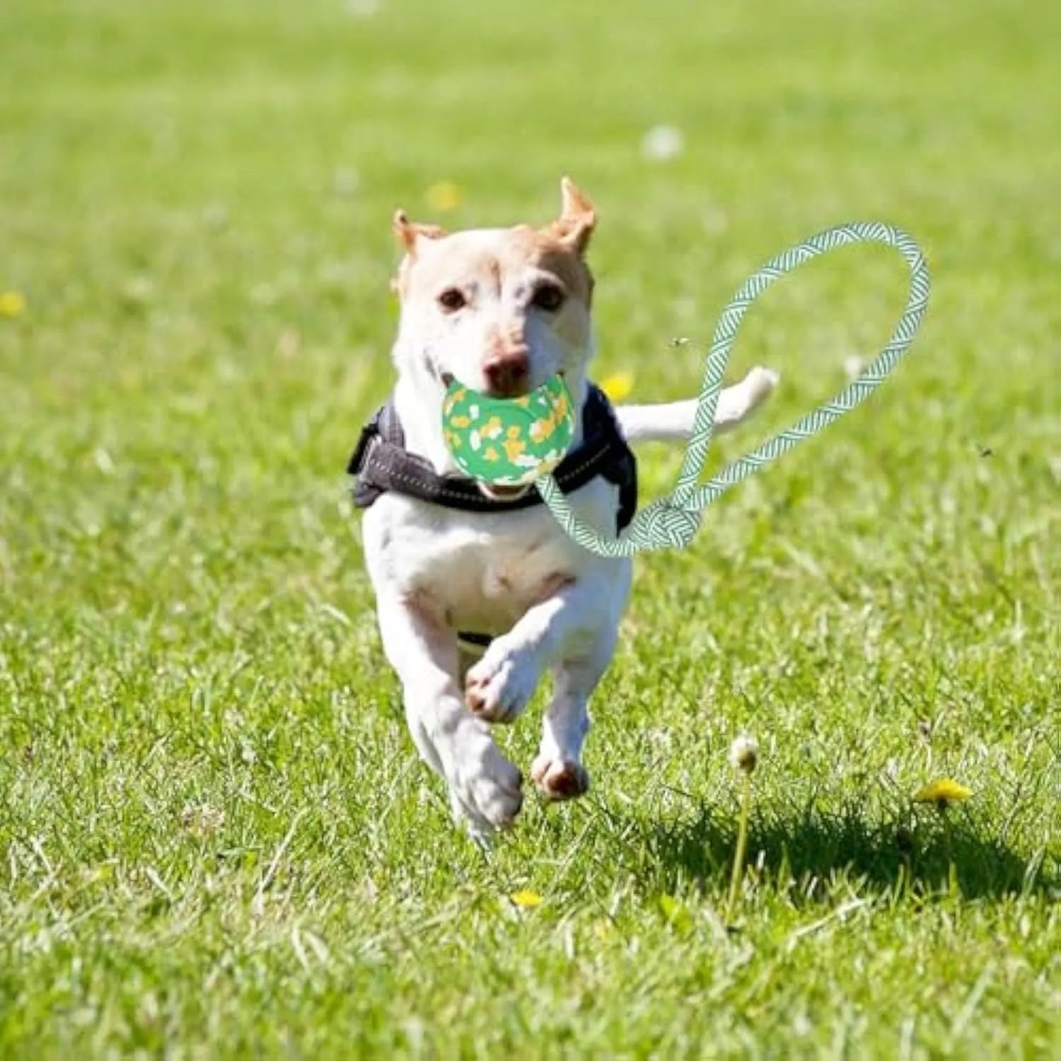 Dog ball on rope toy with solid natural rubber ball and nylon rope for interactive play