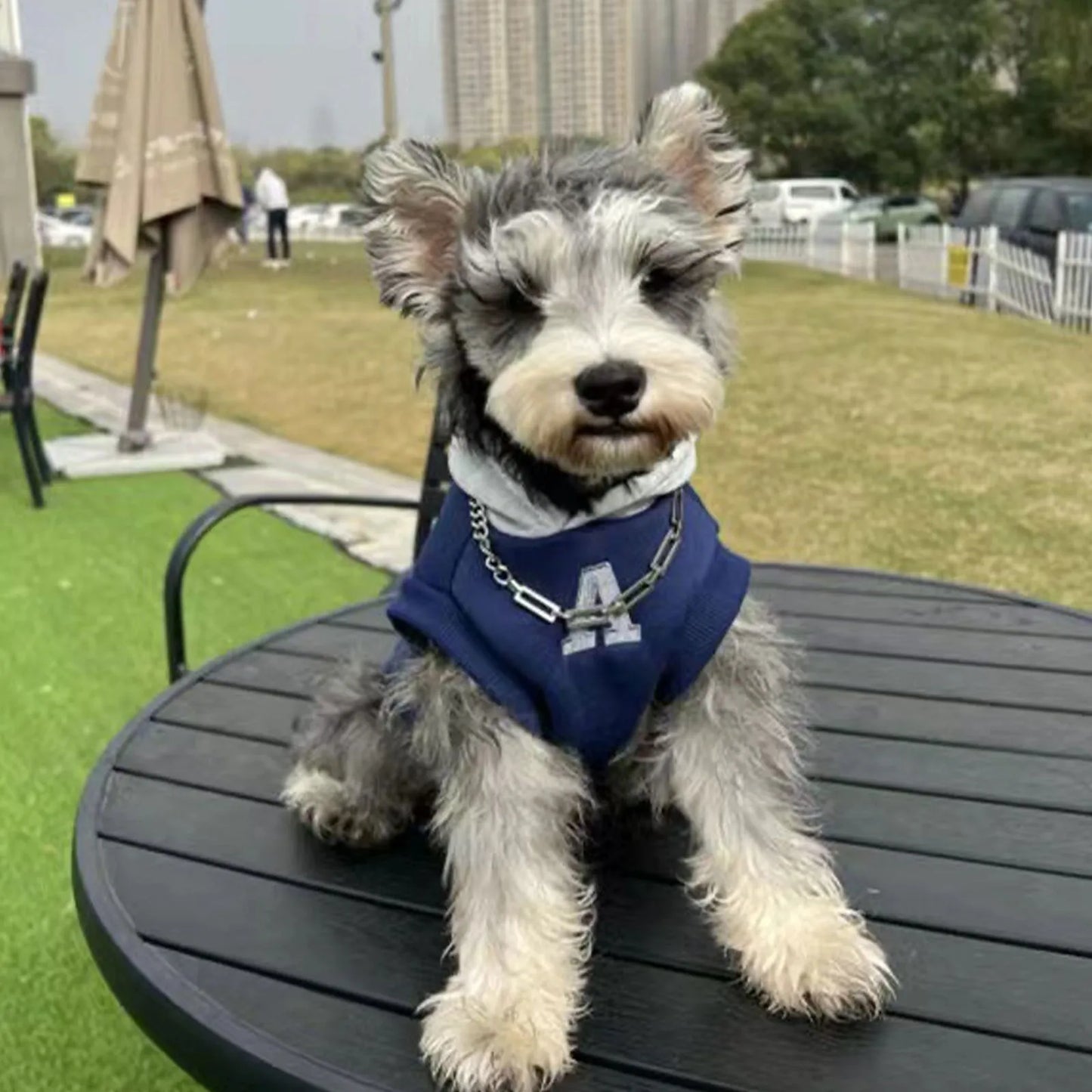 Blue and grey white slim-fit pet hoodie with reflective letters for dogs and cats.
