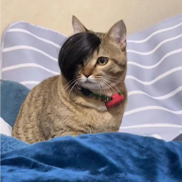 Black polyester cat wig with imitation braid design for feline dress-up and costume occasions