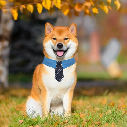 Blue denim dog collar with white star pattern, styled as an adjustable bow tie for formal pet wear.