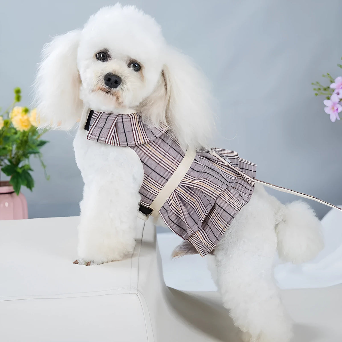 Dog wearing chest strap vest harness with attached leash in milky white or purple colour