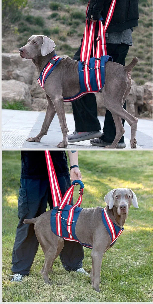Blue nylon dog harness with adjustable straps and quick-release buckles for elderly pets
