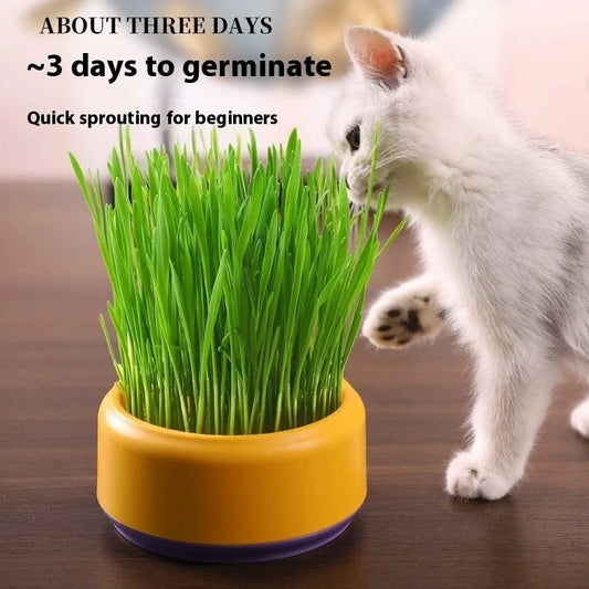 Blue hydroponic cat grass kit with growing cup and seed packets for indoor planting
